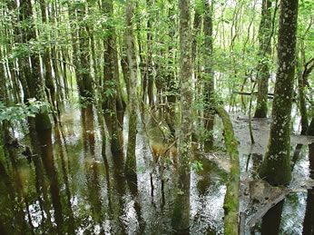 Abita Creek Flatwoods Preserve
