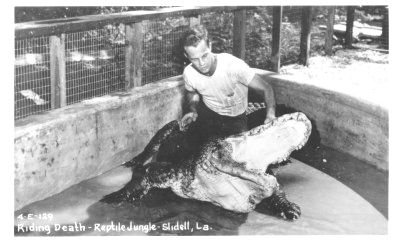 Reptile Jungle in Slidell, Louisiana alligator
